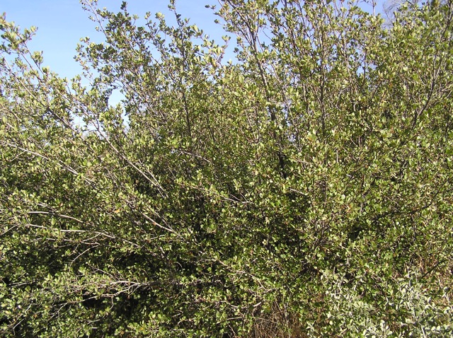 Shrub oak.jpg